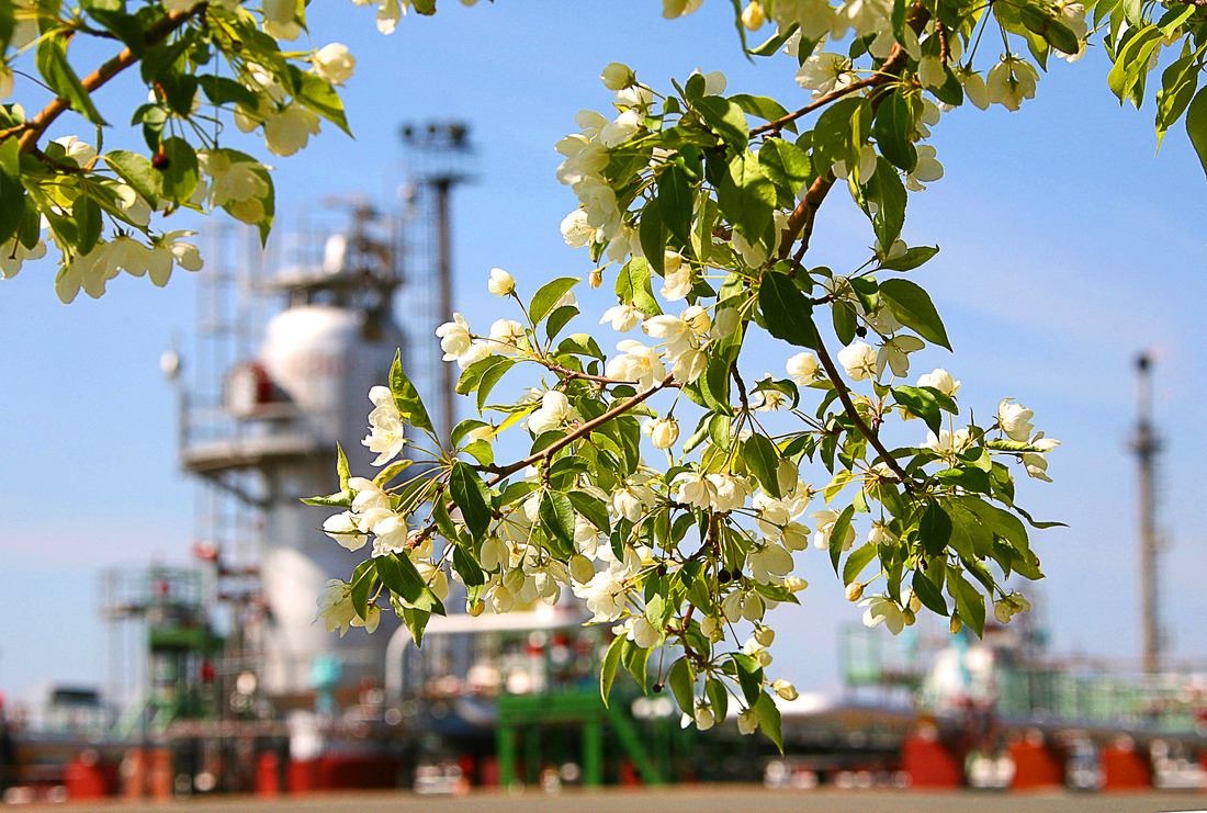 Цветение яблони на Оренбургском газоперерабатывающем заводе