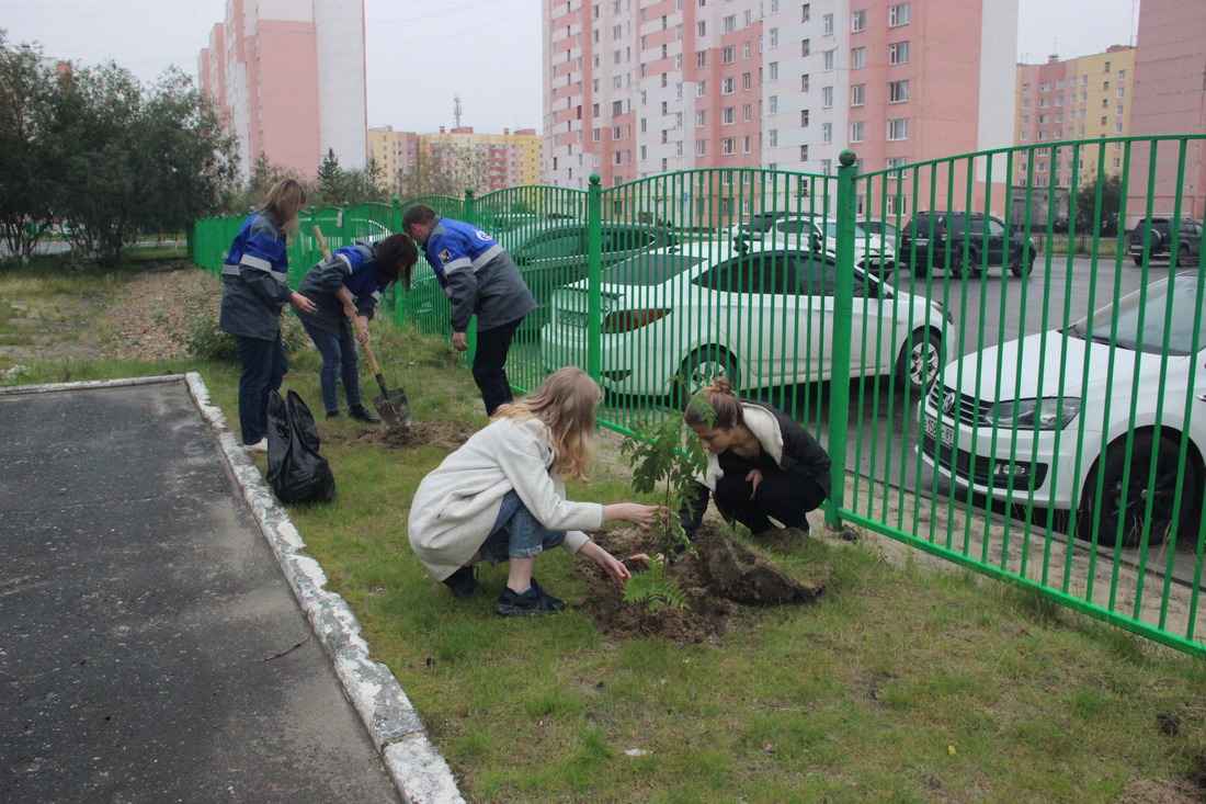 Подарок первоклассникам — рябиновая аллея